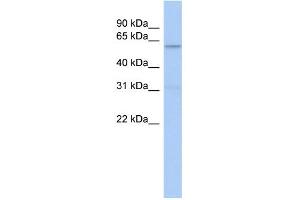 WB Suggested Anti-CAMKK2 Antibody Titration: 0. (CAMKK2 Antikörper  (N-Term))