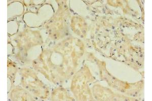 Immunohistochemistry of paraffin-embedded human kidney tissue using ABIN7171830 at dilution of 1:100 (TSGA13 Antikörper  (AA 1-275))