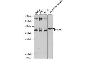Western blot analysis of extracts of various cell lines, using TOB2 antibody (ABIN6128831, ABIN6149377, ABIN6149378 and ABIN6223057) at 1:1000 dilution. (TOB2 Antikörper  (AA 1-70))