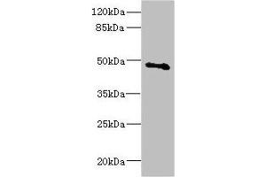 Western blot All lanes: COX10 antibody at 5. (COX1 Antikörper  (AA 1-160))