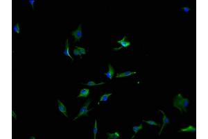 Immunofluorescence staining of U251 cells with ABIN7166560-IF at 1:100, counter-stained with DAPI. (PCDH17 Antikörper  (AA 18-243))
