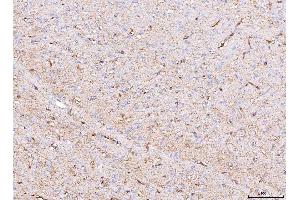 IHC analysis of Aquaporin 4/AQP4 using anti-Aquaporin 4/AQP4 antibody (ABIN7600876).