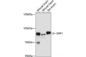 Western blot analysis of extracts of various cell lines using DRP1 Polyclonal Antibody at dilution of 1:1000. (Dynamin 1-Like Antikörper)