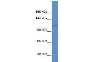 Western Blotting (WB) image for anti-Potassium Voltage-Gated Channel, Subfamily H (Eag-Related), Member 8 (KCNH8) (C-Term) antibody (ABIN2776281)
