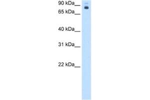 Western Blotting (WB) image for anti-Homeotic Protein Proboscipedia (PB) antibody (ABIN2463108) (Homeotic Protein Proboscipedia Antikörper)