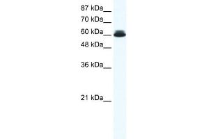 DDX27 antibody used at 0. (DDX27 Antikörper)