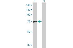 Western Blot analysis of SMPD3 expression in transfected 293T cell line by SMPD3 MaxPab polyclonal antibody. (SMPD3 Antikörper  (AA 1-655))