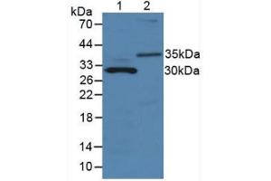 Figure. (MMP7 Antikörper  (AA 1-264))