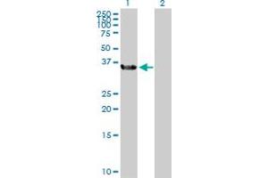 Western Blot analysis of BOLL expression in transfected 293T cell line by BOLL MaxPab polyclonal antibody. (BOLL Antikörper  (AA 1-295))