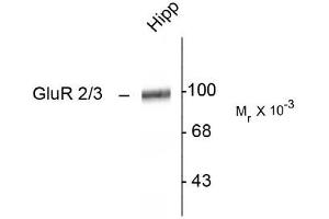 anti-Glutamate Receptor, Ionotropic, AMPA 2/3 (GRIA2/3) (C-Term) antibody