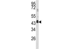 Western blot analysis of c-Fos antibody and 293 lysate. (c-FOS Antikörper  (AA 263-291))