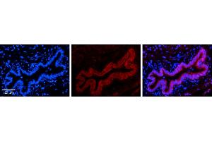 Immunohistochemistry (IHC) image for anti-Transmembrane Protein 135 (TMEM135) (N-Term) antibody (ABIN2783894) (TMEM135 Antikörper  (N-Term))