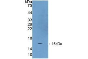 Detection of Recombinant HSP10, Human using Polyclonal Antibody to Heat Shock 10 kDa Protein 1 (HSP10) (HSPE1 Antikörper  (AA 2-102))