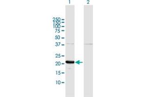Western Blot analysis of GLO1 expression in transfected 293T cell line by GLO1 MaxPab polyclonal antibody. (GLO1 Antikörper  (AA 1-184))