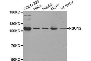 Western blot analysis of extracts of various cell lines, using NSUN2 antibody. (NSUN2 Antikörper  (AA 508-767))