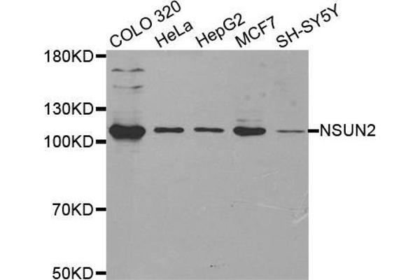 NSUN2 anticorps  (AA 508-767)