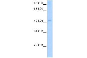 AADAC antibody used at 2. (AADAC Antikörper)