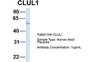 Host: Rabbit  Target Name: CLUL1  Sample Tissue: Human Adult Placenta  Antibody Dilution: 1. (CLUL1 Antikörper  (Middle Region))