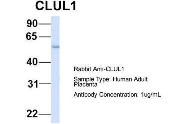 CLUL1 antibody  (Middle Region)