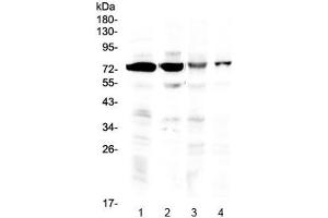 Western blot testing of 1) rat brain, 2) mouse brain, 3) human HeLa and 4) human U-2 OS lysate with IBSP antibody at 0.
