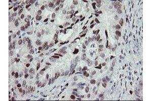 Image no. 1 for anti-Transducin-Like Enhancer of Split 1 (E(sp1) Homolog, Drosophila) (TLE1) (AA 180-460) antibody (ABIN1491047)