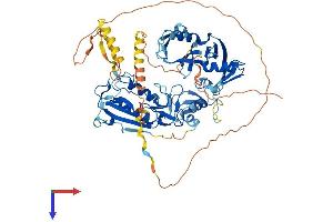 Deltex Homolog 1 Protein (AA 1-627) (His tag)
