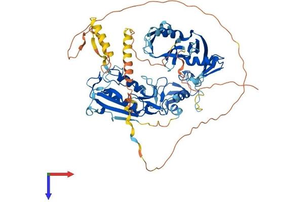 Deltex Homolog 1 Protein (AA 1-627) (His tag)