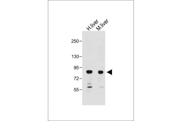 MUT Antikörper  (AA 32-66)