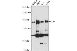 Western blot analysis of extracts of various cell lines, using CGN antibody (ABIN7266400) at 1:1000 dilution. (Cingulin Antikörper  (AA 904-1203))