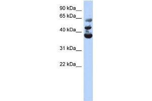 WB Suggested Anti-NSUN3 Antibody Titration:  0.