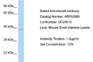 Western Blotting (WB) image for anti-Ankyrin Repeat Domain 9 (ANKRD9) (C-Term) antibody (ABIN2785138) (ANKRD9 Antikörper  (C-Term))