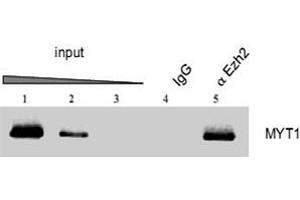 ChIP results obtained with the Ezh2 polyclonal antibody . (EZH2 Antikörper  (AA 1-343))