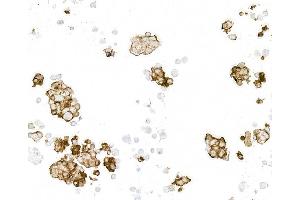 Immunocytochemistry (ICC) image for anti-DYKDDDDK Tag (Cleavage Site) antibody (ABIN7453373) (Rekombinanter DYKDDDDK Tag Antikörper  (Cleavage Site))