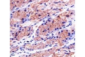 Immunohistochemical analysis of paraffin-embedded human stomach using PHB1 antibody at 1:25 dilution. (Prohibitin Antikörper)