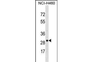 VDAC3 Antibody (Center) (ABIN1537893 and ABIN2848739) western blot analysis in NCI- cell line lysates (35 μg/lane). (VDAC3 Antikörper  (AA 156-183))