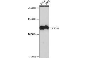 Western blot analysis of extracts of various cell lines, using USP10 Rabbit mAb (ABIN7271138) at 1:1000 dilution. (USP10 Antikörper)