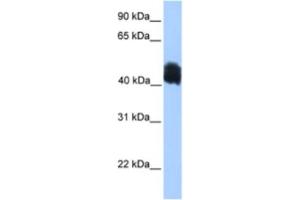Western Blotting (WB) image for anti-MyoD Family Inhibitor Domain Containing (MDFIC) antibody (ABIN2463381)
