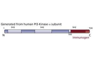 Image no. 3 for anti-Phosphoinositide-3-Kinase, Catalytic, alpha Polypeptide (PIK3CA) (AA 562-724) antibody (ABIN967708)