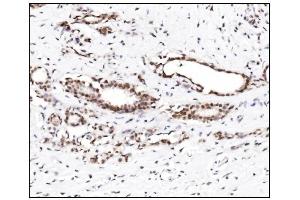 IHC analysis of SUMO2/3 using anti-SUMO2/3 antibody (ABIN7600856). (SUMO2/3 Antikörper  (AA 24-72))