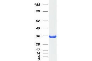 Validation with Western Blot (MDH1 Protein (Myc-DYKDDDDK Tag))