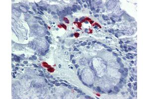 Anti-FASLG / FASL antibody IHC of human colon. (FASL Antikörper  (AA 82-145))