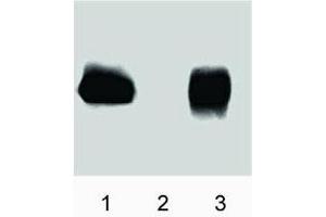 Western blot analysis of eNOS (pT495). (ENOS Antikörper  (pThr495))