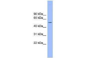 TMCO6 antibody used at 1 ug/ml to detect target protein. (TMCO6 Antikörper  (N-Term))