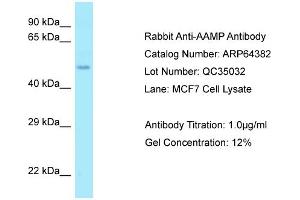 Western Blotting (WB) image for anti-Angio-Associated, Migratory Cell Protein (AAMP) (Middle Region) antibody (ABIN2789822)