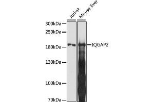 Western blot analysis of extracts of various cell lines, using IQG antibody (ABIN7268022) at 1:1000 dilution. (IQGAP2 Antikörper  (AA 1330-1440))