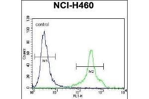 HLA-DQA1 Antibody (N-term) (ABIN656108 and ABIN2837859) flow cytometric analysis of NCI- cells (right histogram) compared to a negative control cell (left histogram). (HLA-DQA1 Antikörper  (N-Term))