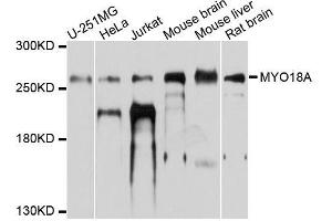 Western blot analysis of extracts of various cell lines, using MYO18A antibody (ABIN5996438) at 1/1000 dilution. (Myosin XVIIIA Antikörper)