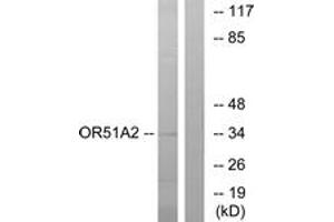 Western Blotting (WB) image for anti-Olfactory Receptor, Family 51, Subfamily A, Member 2 (OR51A2) (AA 201-250) antibody (ABIN2891017) (OR51A2 Antikörper  (AA 201-250))