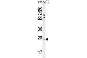 NR0B2 Antibody (Center)(PEI 1/100) western blot analysis in HepG2 cell line lysates (35µg/lane). (NR0B2 Antikörper  (Middle Region))