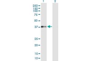 Western Blot analysis of NARG2 expression in transfected 293T cell line by NARG2 MaxPab polyclonal antibody. (NARG2 Antikörper  (AA 1-332))